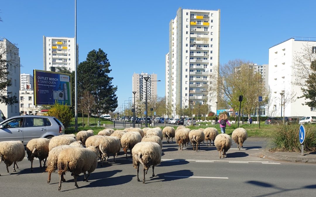 A Walk Made for Ewe